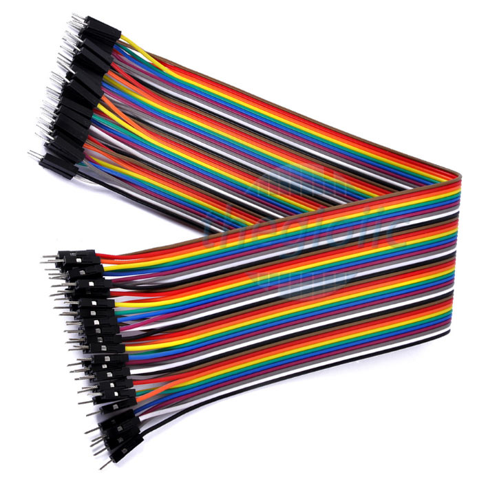 Dây Bẹ Đực-Đực Dài 30cm